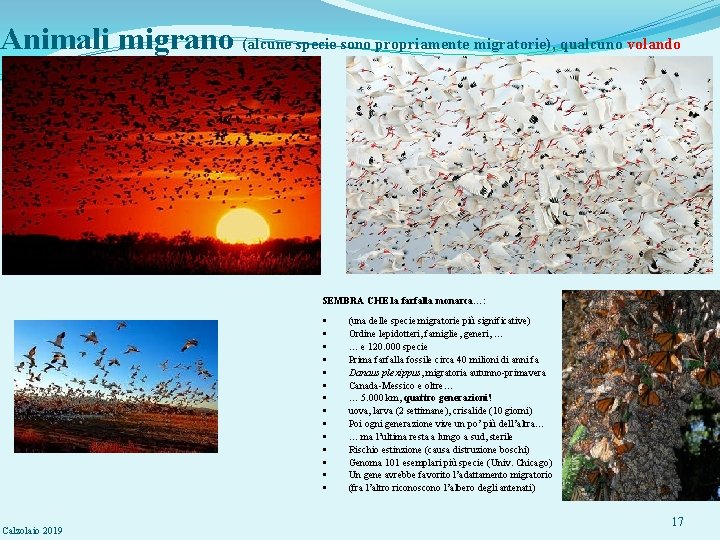 Animali migrano (alcune specie sono propriamente migratorie), qualcuno volando SEMBRA CHE la farfalla monarca…: