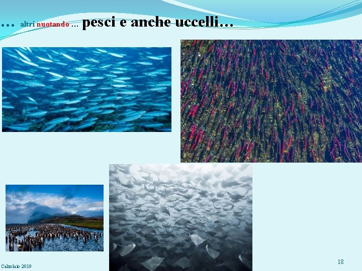 … altri nuotando … pesci e anche uccelli… Calzolaio 2019 18 