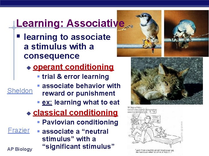 Learning: Associative § learning to associate a stimulus with a consequence u operant conditioning