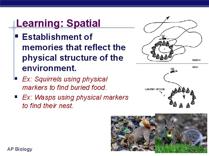 Learning: Spatial § Establishment of memories that reflect the physical structure of the environment.