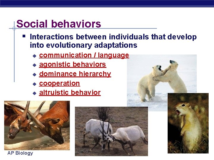 Social behaviors § Interactions between individuals that develop into evolutionary adaptations u u u