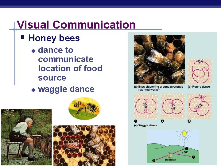 Visual Communication § Honey bees dance to communicate location of food source u waggle