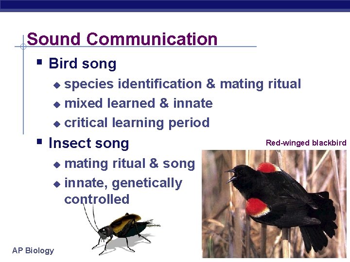 Sound Communication § Bird song species identification & mating ritual u mixed learned &
