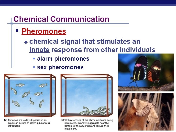 Chemical Communication § Pheromones u chemical signal that stimulates an innate response from other