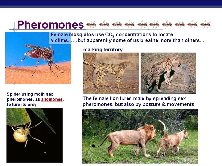 Pheromones Female mosquitos use CO 2 concentrations to locate victims……but apparently some of us