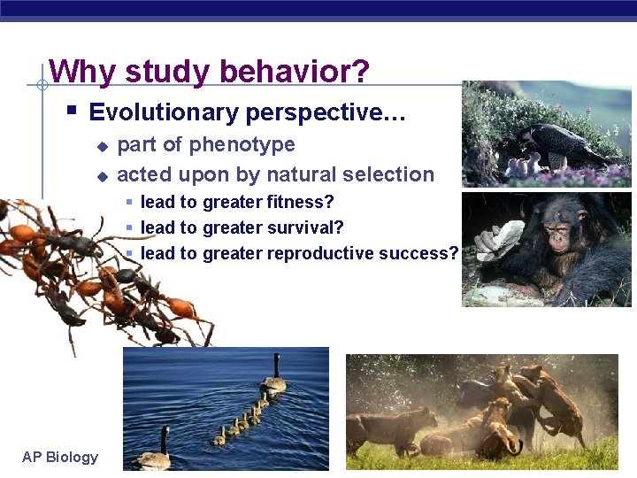 Why study behavior? § Evolutionary perspective… u u part of phenotype acted upon by