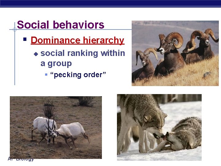 Social behaviors § Dominance hierarchy u social ranking within a group § “pecking order”