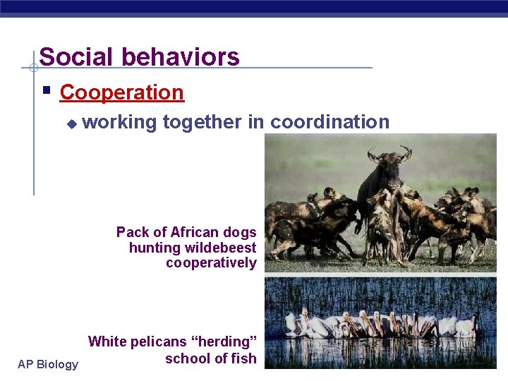 Social behaviors § Cooperation u working together in coordination Pack of African dogs hunting