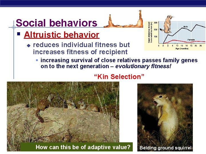 Social behaviors § Altruistic behavior u reduces individual fitness but increases fitness of recipient