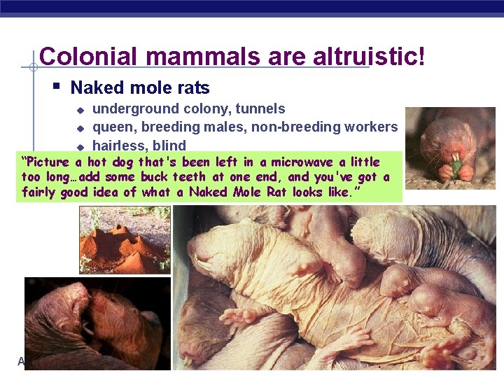 Colonial mammals are altruistic! § Naked mole rats u underground colony, tunnels queen, breeding