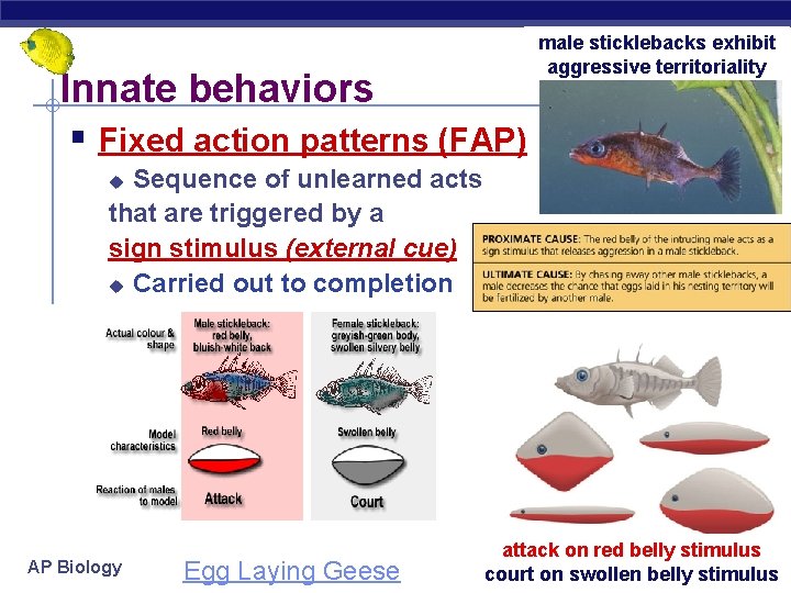 Innate behaviors § Fixed action patterns (FAP) male sticklebacks exhibit aggressive territoriality Sequence of