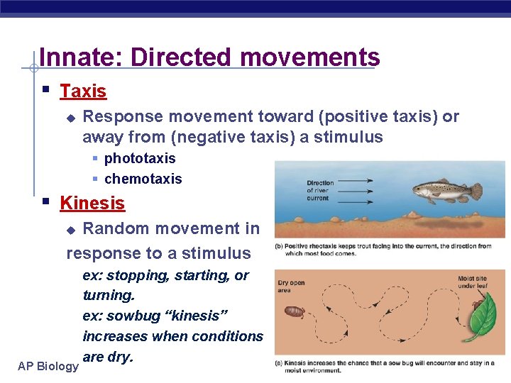 Innate: Directed movements § Taxis u Response movement toward (positive taxis) or away from
