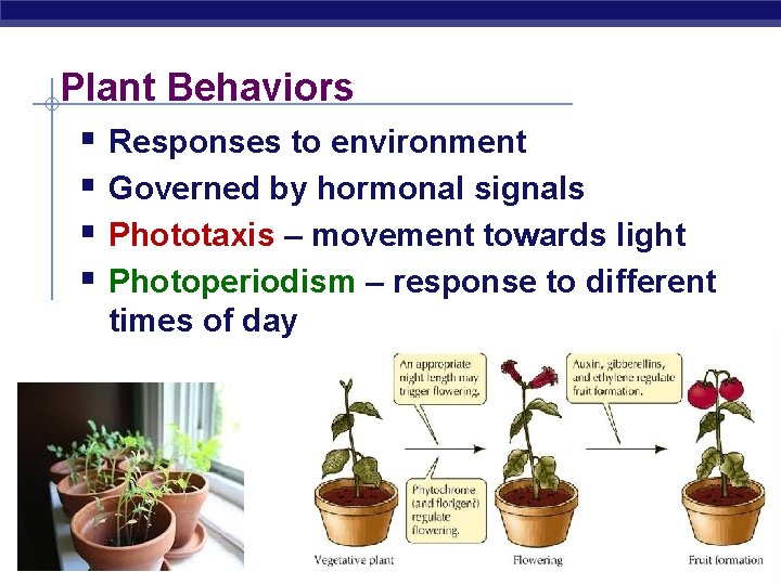 Plant Behaviors § Responses to environment § Governed by hormonal signals § Phototaxis –