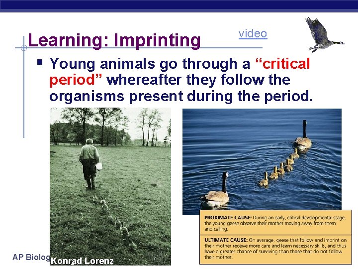 video Learning: Imprinting § Young animals go through a “critical period” whereafter they follow