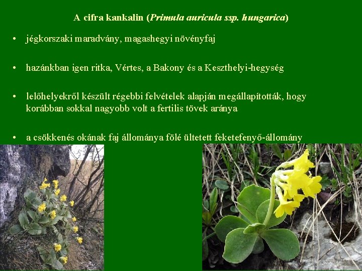 A cifra kankalin (Primula auricula ssp. hungarica) • jégkorszaki maradvány, magashegyi növényfaj • hazánkban