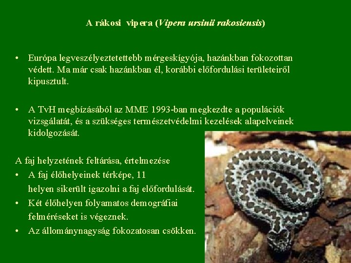 A rákosi vipera (Vipera ursinii rakosiensis) • Európa legveszélyeztetettebb mérgeskígyója, hazánkban fokozottan védett. Ma