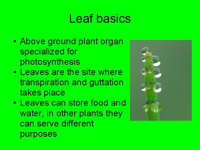 Leaf basics • Above ground plant organ specialized for photosynthesis • Leaves are the