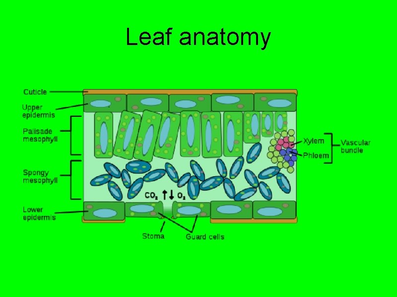 Leaf anatomy 