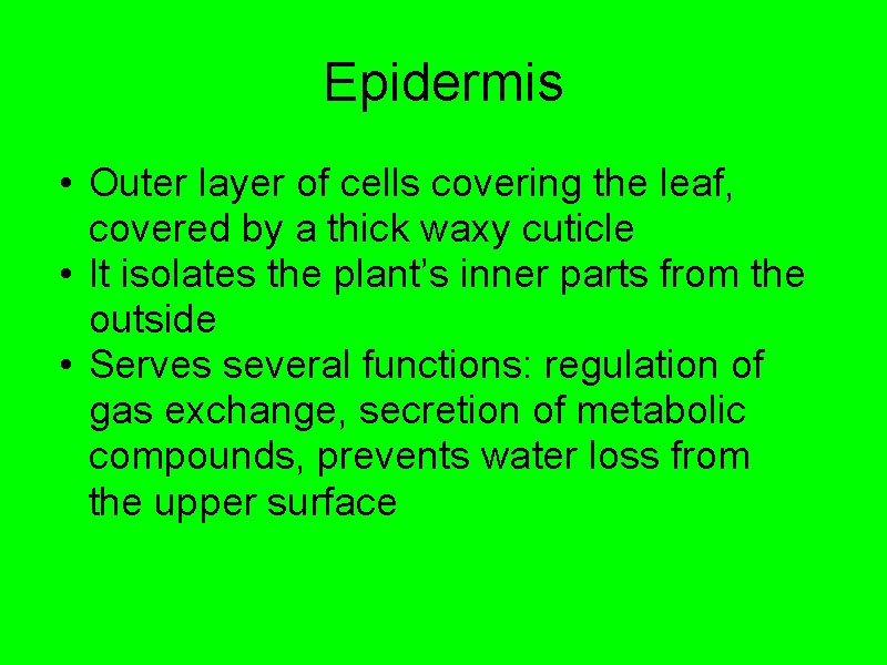 Epidermis • Outer layer of cells covering the leaf, covered by a thick waxy