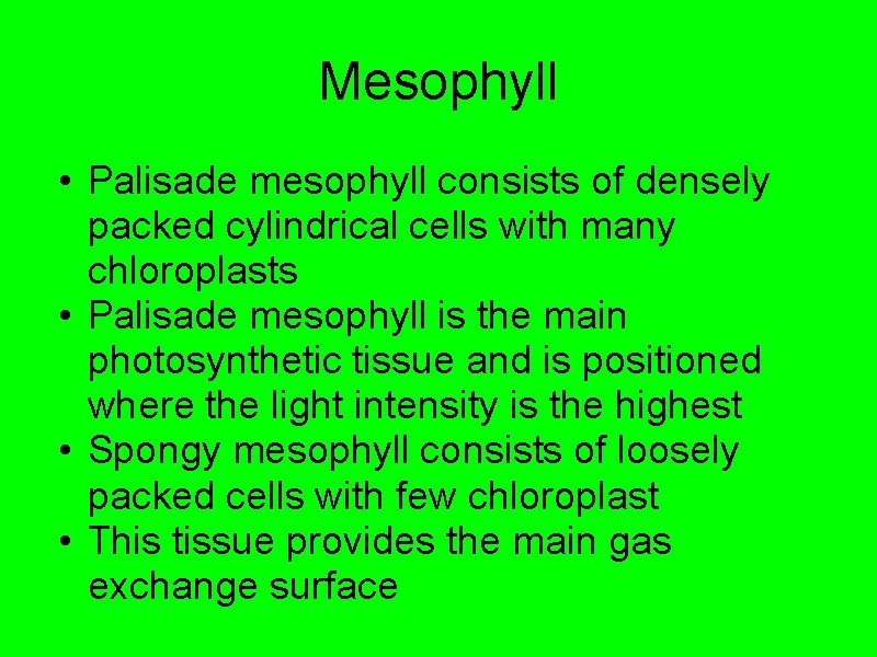 Mesophyll • Palisade mesophyll consists of densely packed cylindrical cells with many chloroplasts •