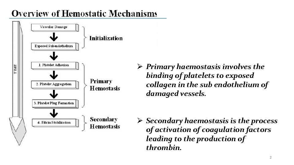  Primary haemostasis involves the binding of platelets to exposed collagen in the sub
