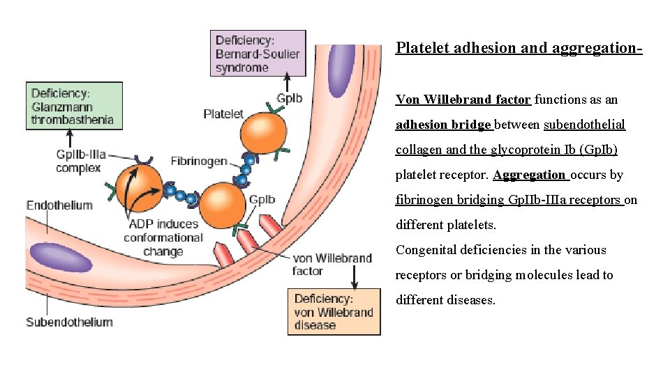 Platelet adhesion and aggregation- Von Willebrand factor functions as an adhesion bridge between subendothelial