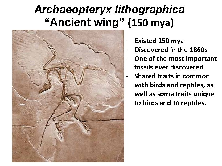 Archaeopteryx lithographica “Ancient wing” (150 mya) - Existed 150 mya - Discovered in the