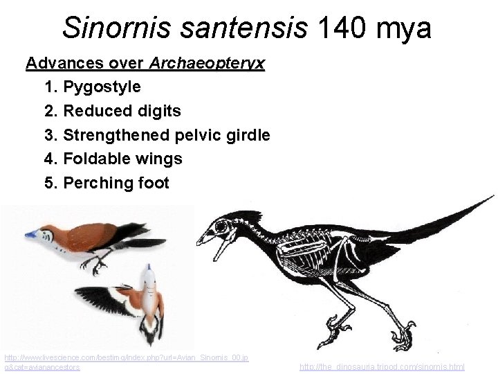 Sinornis santensis 140 mya Advances over Archaeopteryx 1. Pygostyle 2. Reduced digits 3. Strengthened