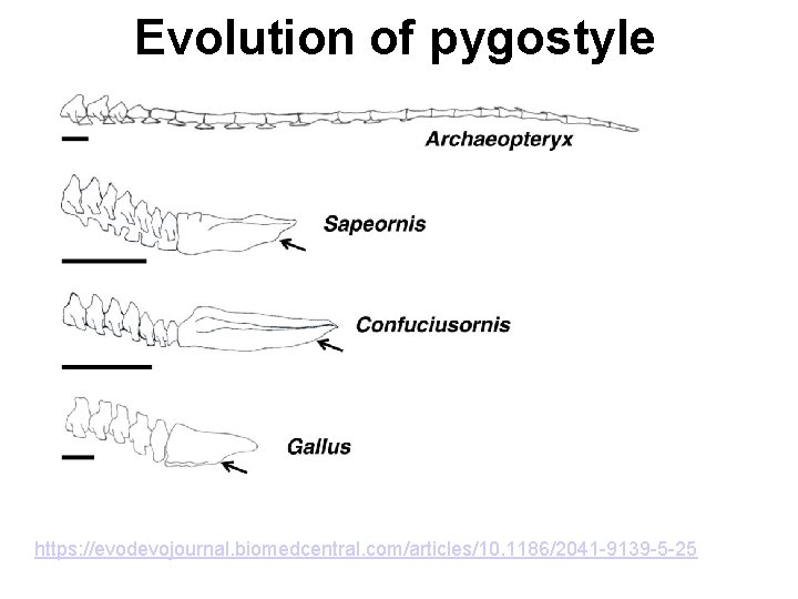 Evolution of pygostyle https: //evodevojournal. biomedcentral. com/articles/10. 1186/2041 -9139 -5 -25 