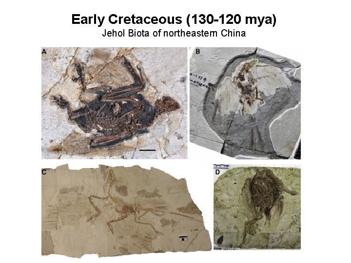 Early Cretaceous (130 -120 mya) Jehol Biota of northeastern China 