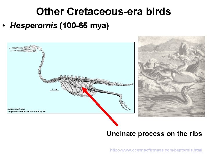Other Cretaceous-era birds • Hesperornis (100 -65 mya) Uncinate process on the ribs http: