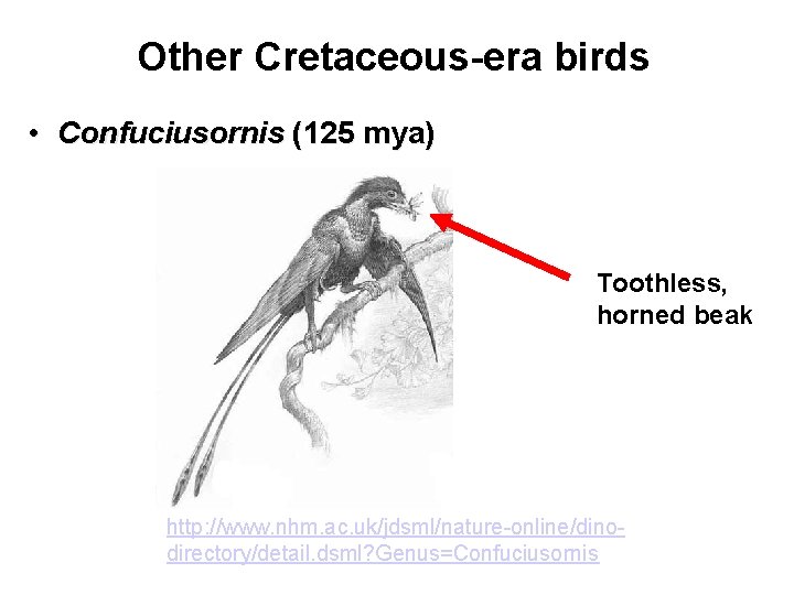 Other Cretaceous-era birds • Confuciusornis (125 mya) Toothless, horned beak http: //www. nhm. ac.