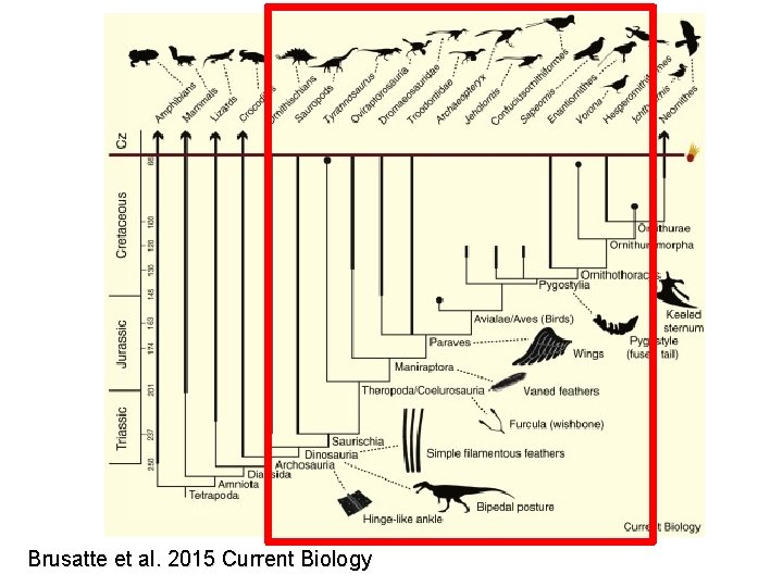 Brusatte et al. 2015 Current Biology 