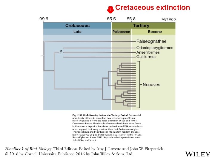 Cretaceous extinction 