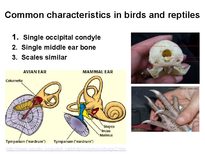 Common characteristics in birds and reptiles 1. Single occipital condyle 2. Single middle ear