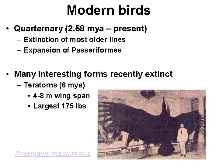 Modern birds • Quarternary (2. 58 mya – present) – Extinction of most older