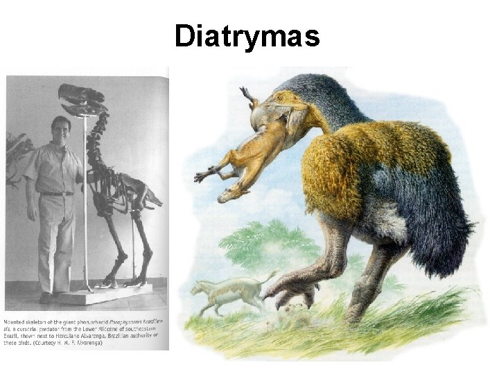 Diatrymas 