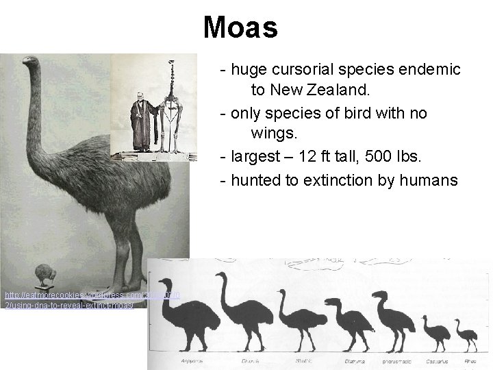 Moas - huge cursorial species endemic to New Zealand. - only species of bird