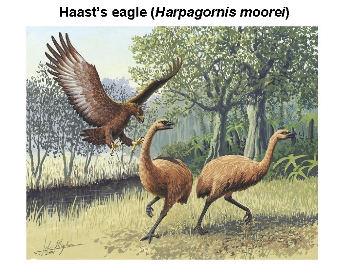 Haast’s eagle (Harpagornis moorei) 