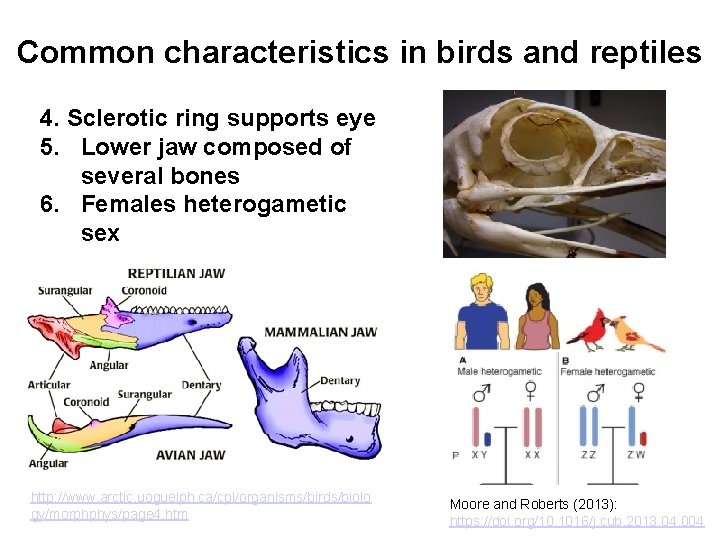 Common characteristics in birds and reptiles 4. Sclerotic ring supports eye 5. Lower jaw