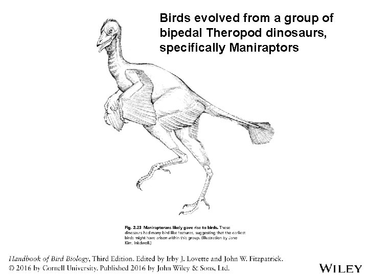Birds evolved from a group of bipedal Theropod dinosaurs, specifically Maniraptors 