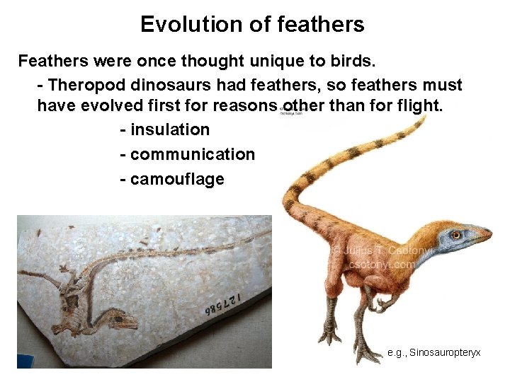Evolution of feathers Feathers were once thought unique to birds. - Theropod dinosaurs had