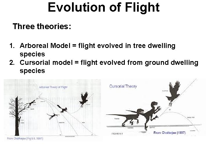 Evolution of Flight Three theories: 1. Arboreal Model = flight evolved in tree dwelling