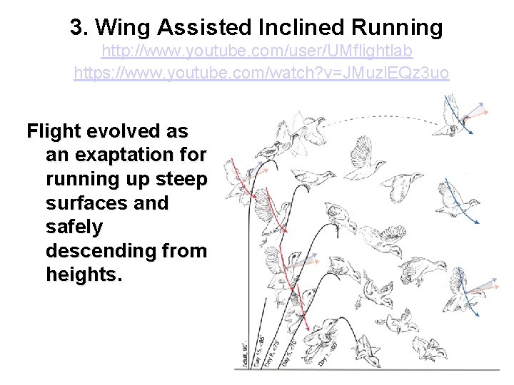 3. Wing Assisted Inclined Running http: //www. youtube. com/user/UMflightlab https: //www. youtube. com/watch? v=JMuzl.