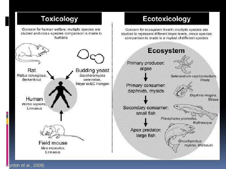 (Poynton et al. , 2008) 