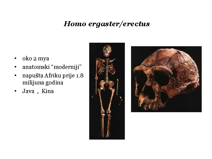 Homo ergaster/erectus • oko 2 mya • anatomski “moderniji” • napušta Afriku prije 1.