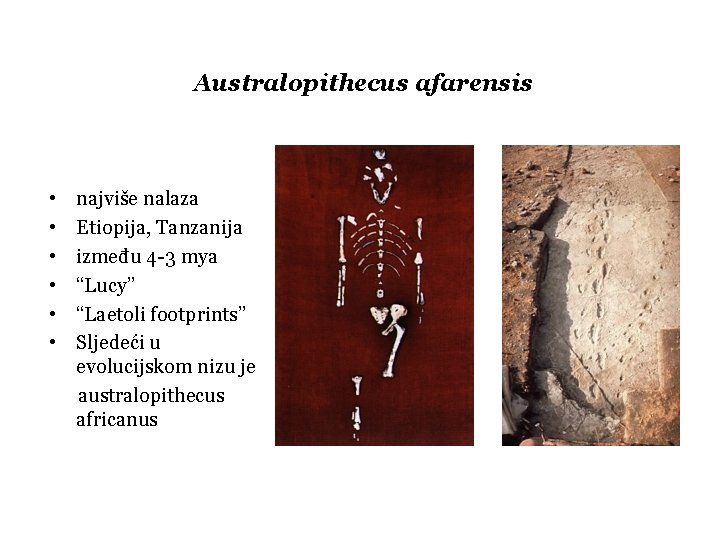 Australopithecus afarensis • • • najviše nalaza Etiopija, Tanzanija između 4 -3 mya “Lucy”