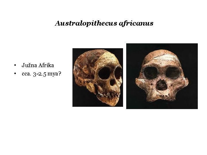 Australopithecus africanus • Južna Afrika • cca. 3 -2. 5 mya? 