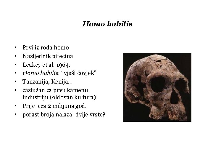 Homo habilis • • • Prvi iz roda homo Nasljednik pitecina Leakey et al.