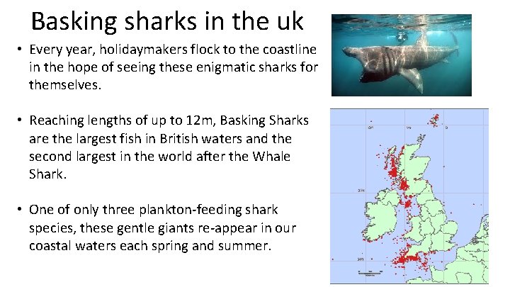 Basking sharks in the uk • Every year, holidaymakers flock to the coastline in